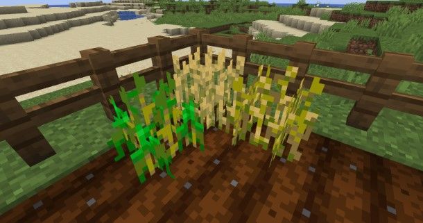 Come coltivare il grano su Minecraft