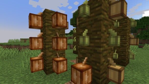 Come coltivare cacao su Minecraft